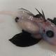 The recovered baby ghost, formally known as a chimaera.